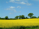 Rapsfeld2